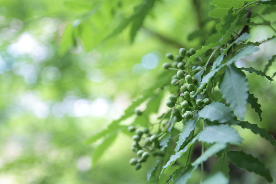 山椒の実のアク抜き方法は？ 茹で加減と水にさらす時間について