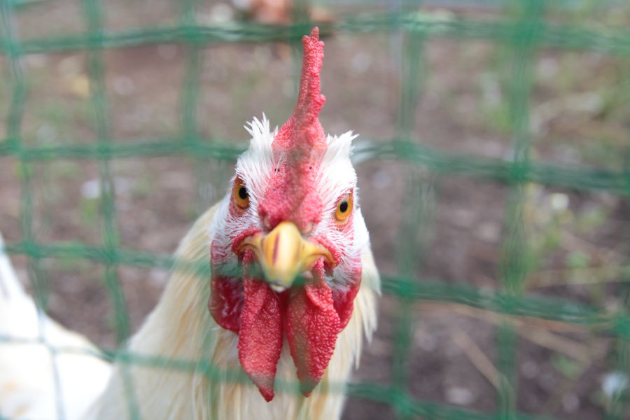 ニワトリの鳴き声はうるさい？